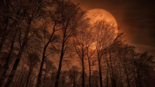 Red Moon Wallpaper Hd Nature 1080p For Pc